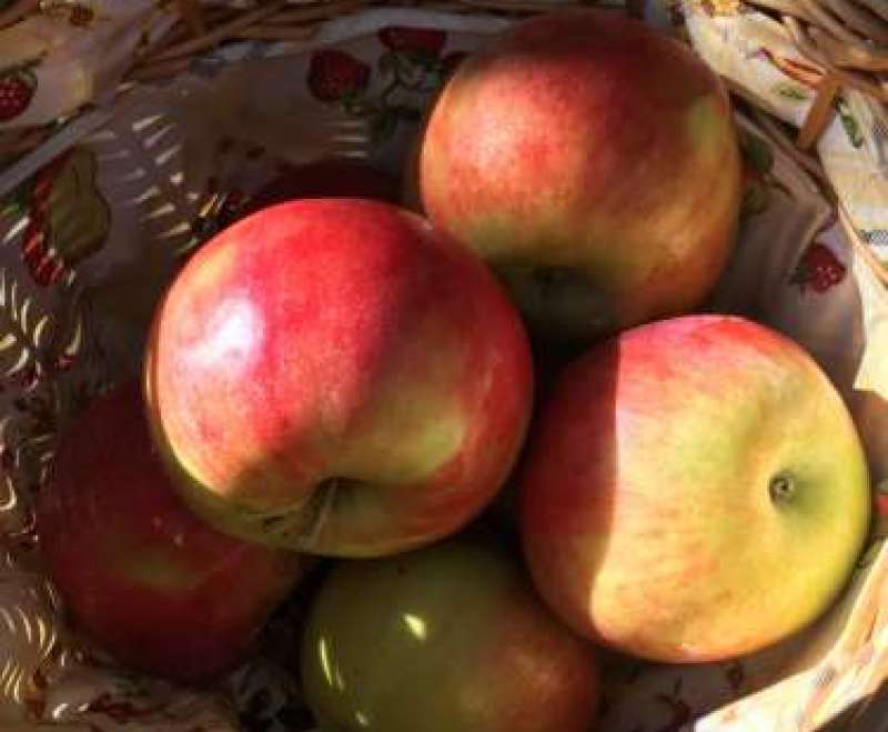 Posjet voćnjaku povodom Dana jabuka
